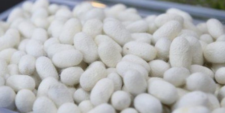 Masallıda Yaş Barama Tədarükünə Başlanılıb.